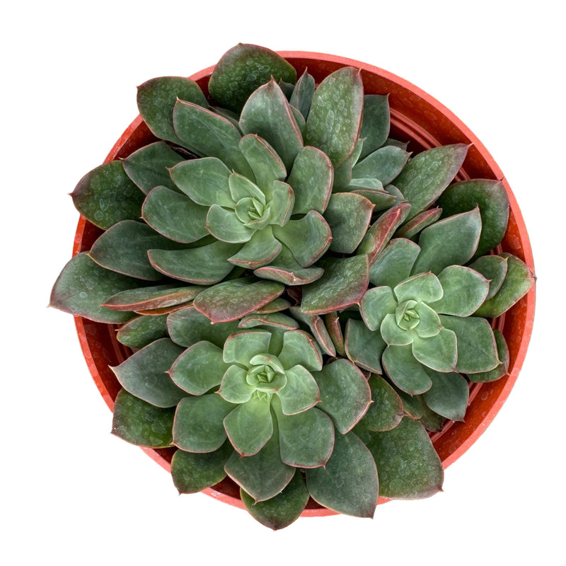 Echeveria Joan Daniel - Lazy Gardens