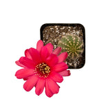 Echinopsis chamaecereus | Peanut Cactus