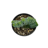 Myrtillocactus Geometrizans Cristata | Blue Candle Crest Cactus - Lazy Gardens