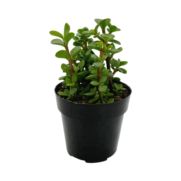 Portulacaria afra minima Lilliput | Dwarf Elephant Bush