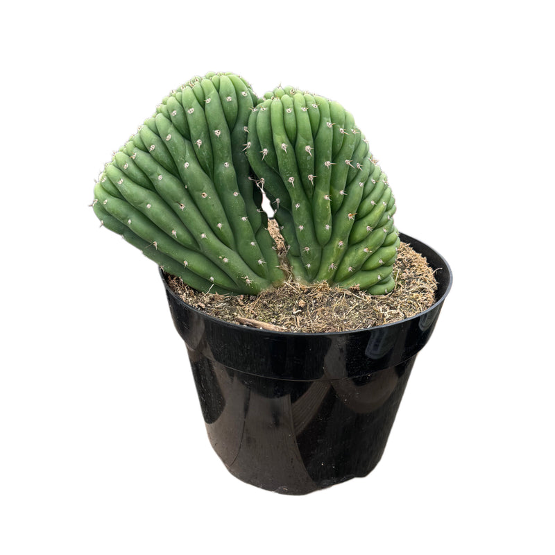 Trichocereus Cristata | Crested Trichocereus Cactus