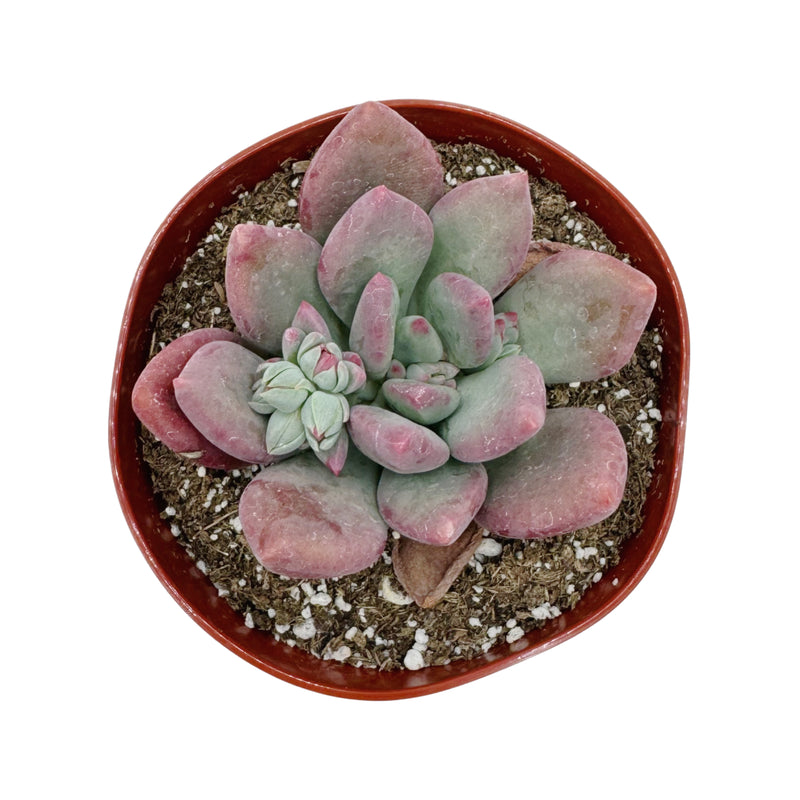 Pachyveria ‘Royal Flush’ - Lazy Gardens