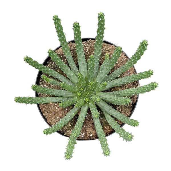 Euphorbia Inermis | Medusa’s Head Euphorbia - Lazy Gardens