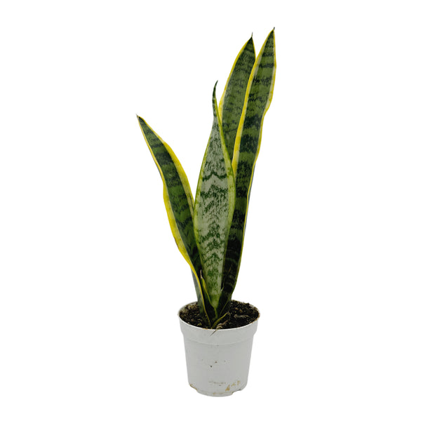 Sansevieria Trifasciata var. Laurentii | Snake Plant Variegated