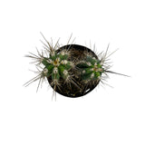 Stetsonia coryne | Toothpick Cactus - Lazy Gardens