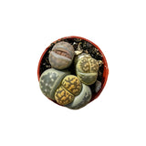 Lithops | Living Stones - Lazy Gardens