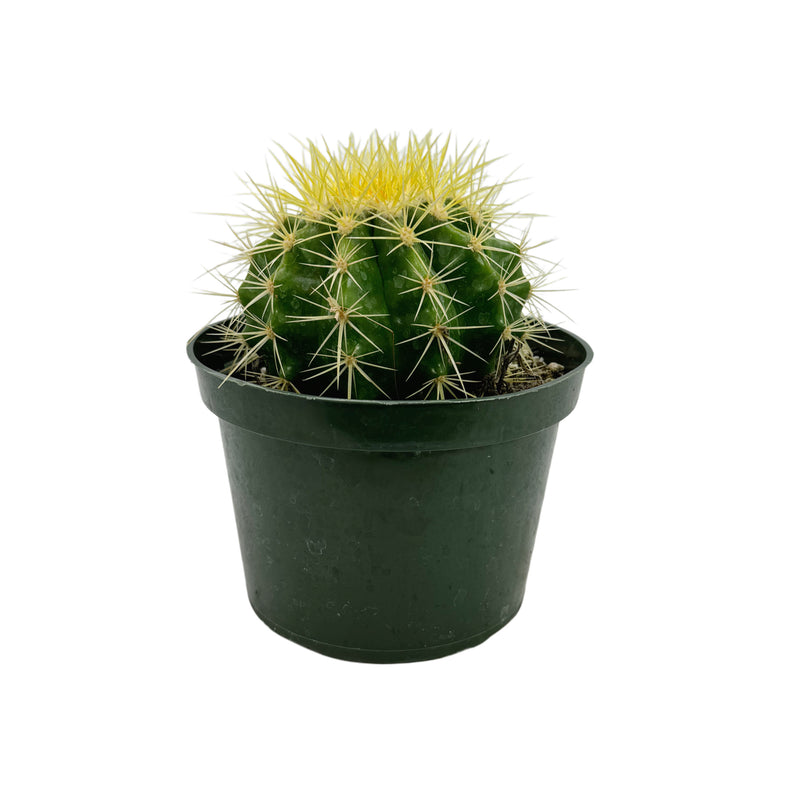 Echinocactus grusonii | Golden Barrel Cactus