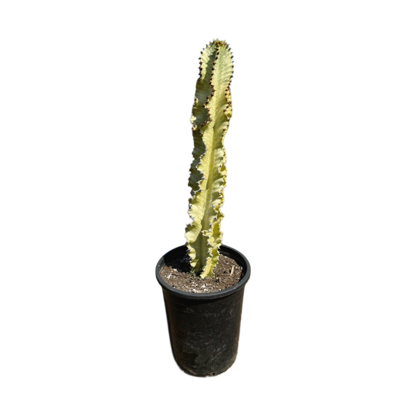 Euphorbia Ammak | Variegated African Candelabra