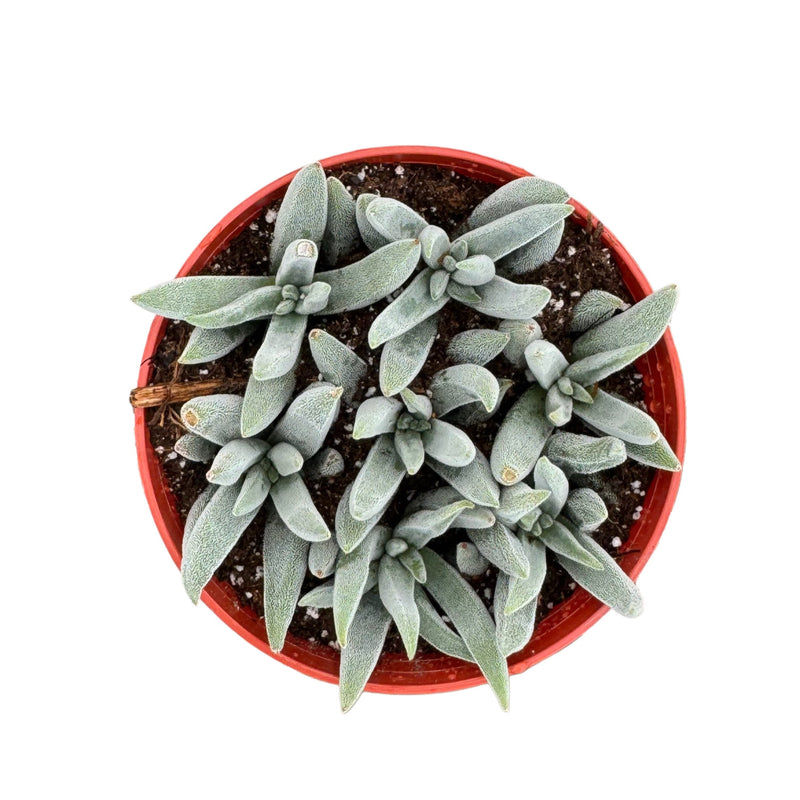 Crassula mesembryanthemoides 'Tenelli'