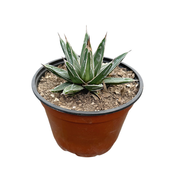 Queen Victoria Agave | Agave Victoriae Reginae