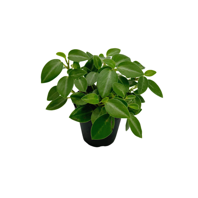 Teardrop Peperomia | Peperomia orba ‘teardrop’