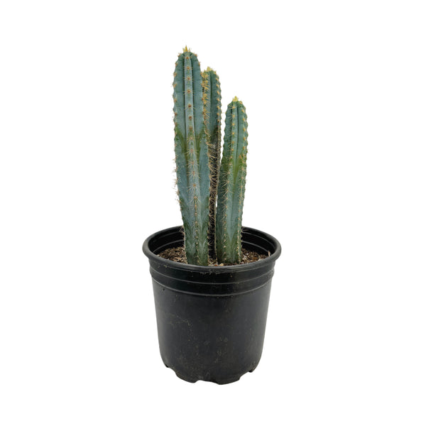 Pilosocereus Pachycladus | Blue Torch Cactus