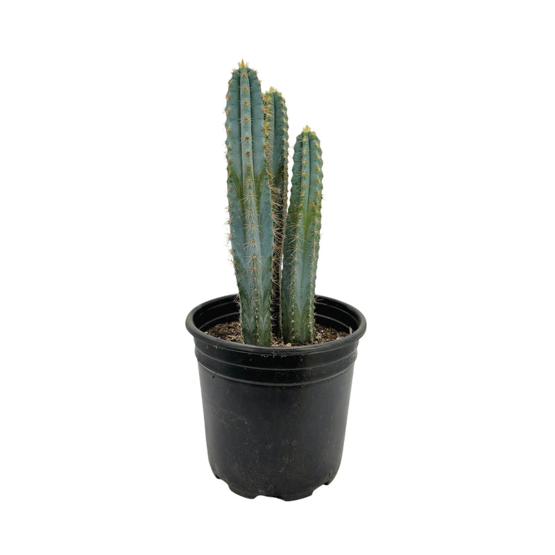 Blue Torch Cactus | Pilosocereus Pachycladus