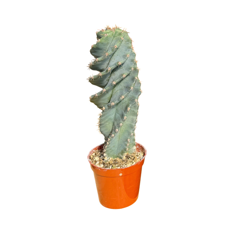 Cereus forbesii Spiralis | Spiral Cactus - Lazy Gardens