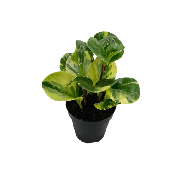 Baby Rubber Plant, variegated peperomia, Peperomia Obtusifolia