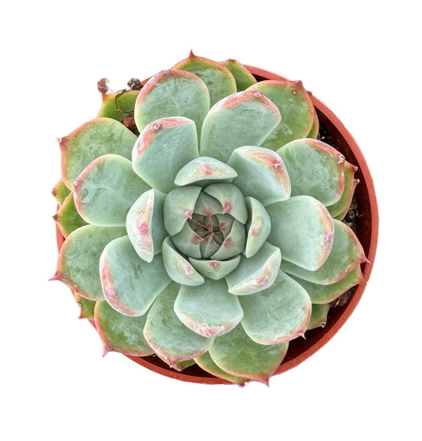 Echeveria Tippy