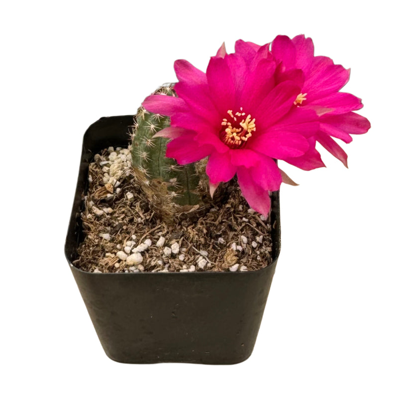 Echinopsis chamaecereus | Peanut Cactus