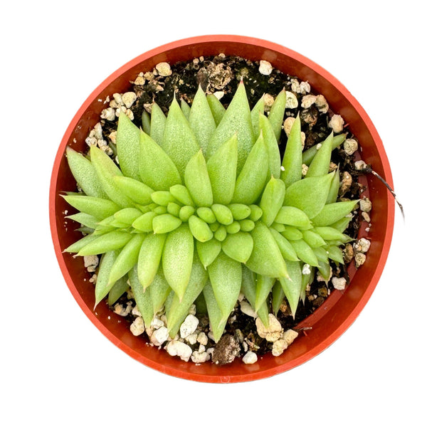 Crested Wax Plant | Echeveria Agavoides Cristata