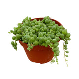 Senecio Rowleyanus | String of Pearls