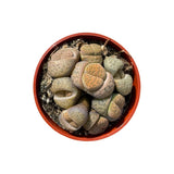 Lithops | Living Stones