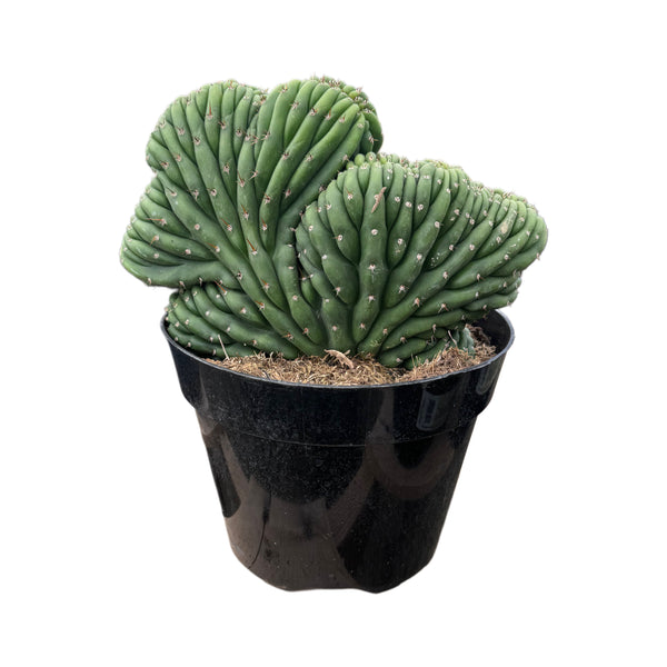 Trichocereus Cristata | Crested Trichocereus Cactus - Lazy Gardens