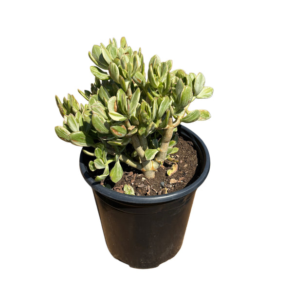 Crassula Ovata Variegata | Jade Plant Variegated