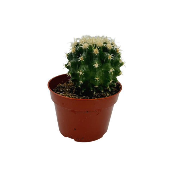 Short spined Golden Barrel Cactus | Echinocactus grusonii var. intermedius