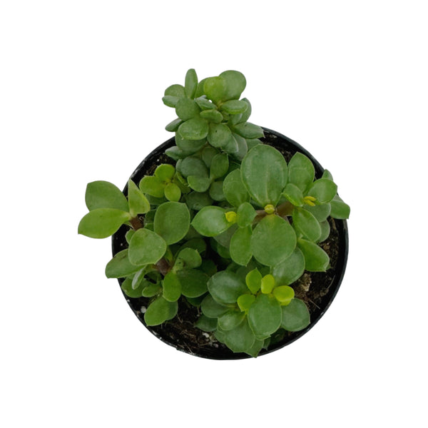 Portulacaria afra minima Lilliput | Dwarf Elephant Bush - Lazy Gardens