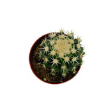 Echinocactus grusonii intermedius | Short spined Golden Barrel Cactus