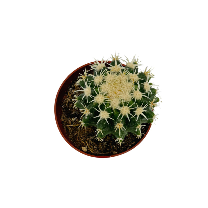 Echinocactus grusonii intermedius | Short spined Golden Barrel Cactus