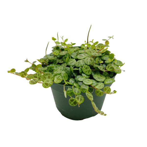 Peperomia prostrata | String of Turtles