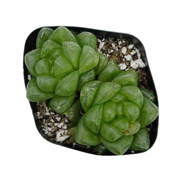 Haworthia cymbiformis | Windowed Boats