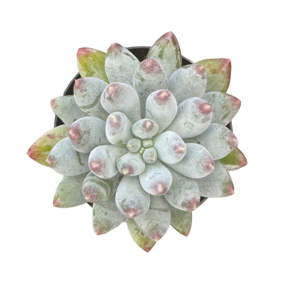 Pachyphytum Starburst