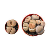 Lithops | Living Stones - Lazy Gardens