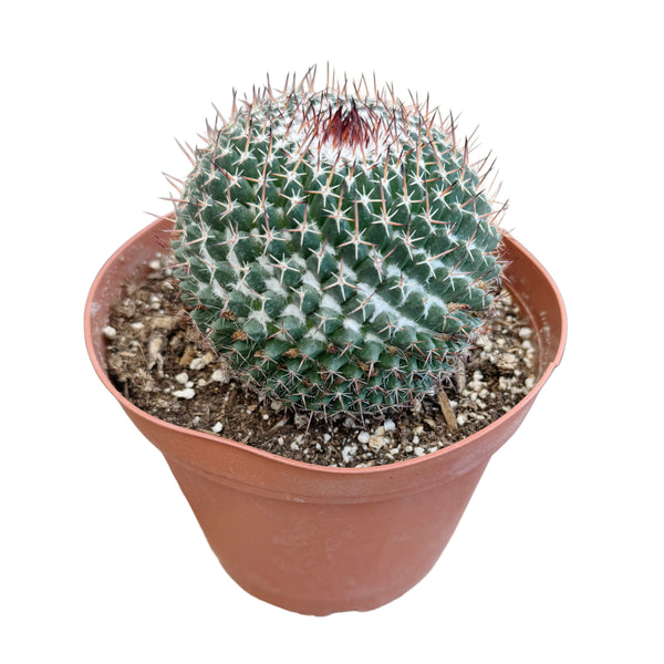 Mammillaria parkinsonii | Owl Eye Cactus