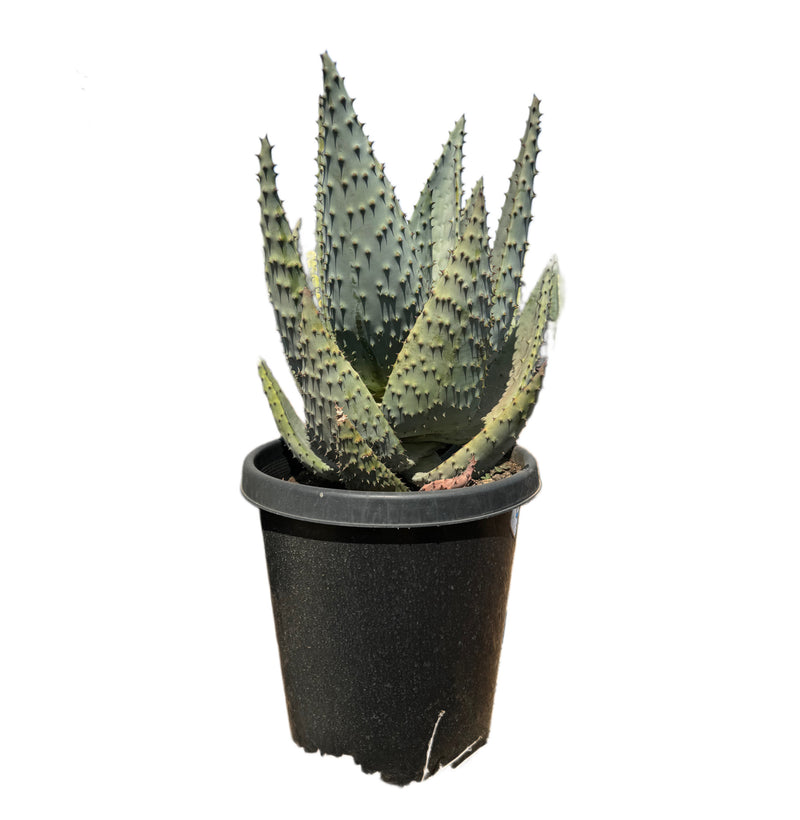 Aloe Marlothii | Mountian Aloe - Lazy Gardens