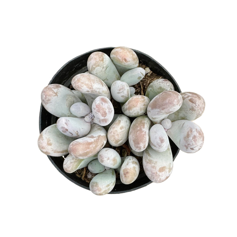 Sedum craigii