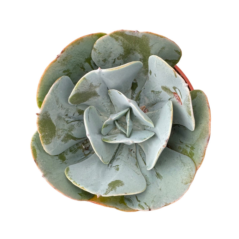 Echeveria Blue Dude - Lazy Gardens