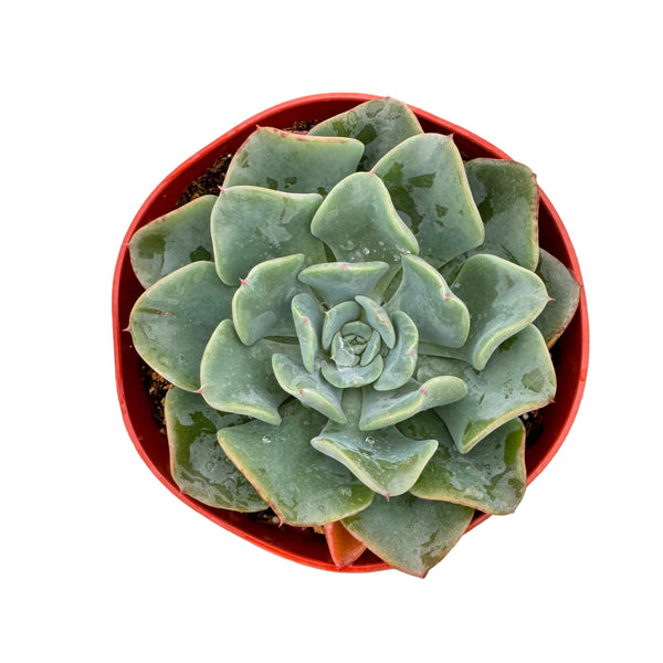 Echeveria Galaxy Blue