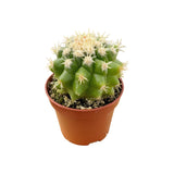 Echinocactus grusonii intermedius | Short spined Golden Barrel Cactus