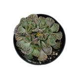 Titanopsis Calcarea | Jewel Plant - Lazy Gardens