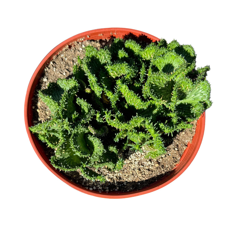 Euphorbia flanaganii cristata | Green Coral Crested