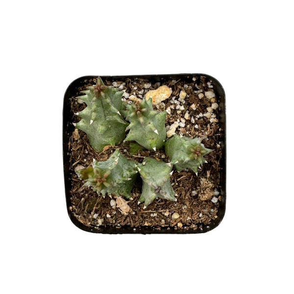 Huernia Zebrina | Lifesaver Cactus