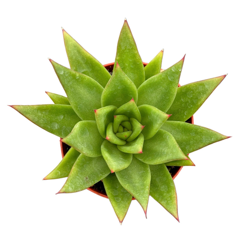 Echeveria Agavoides | Red Lipstick Plant