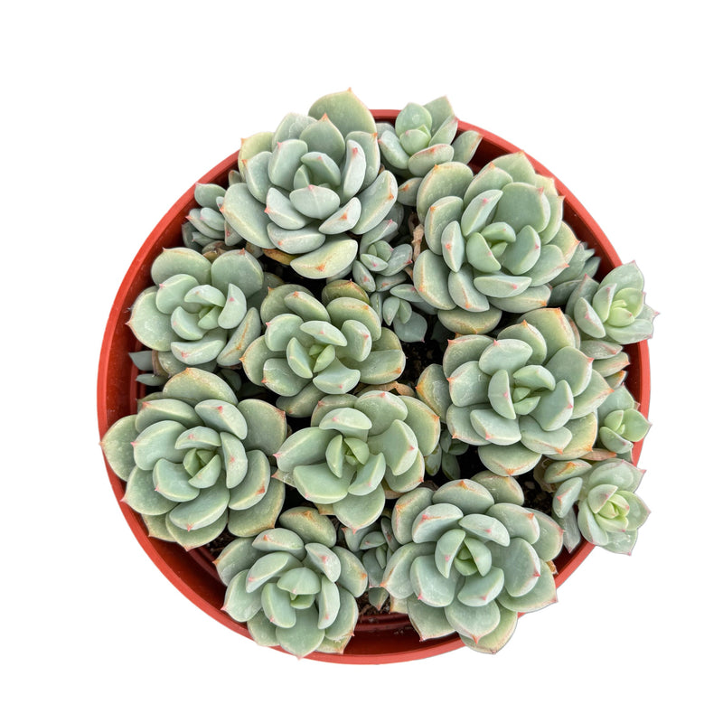 Echeveria Moonglow - Lazy Gardens