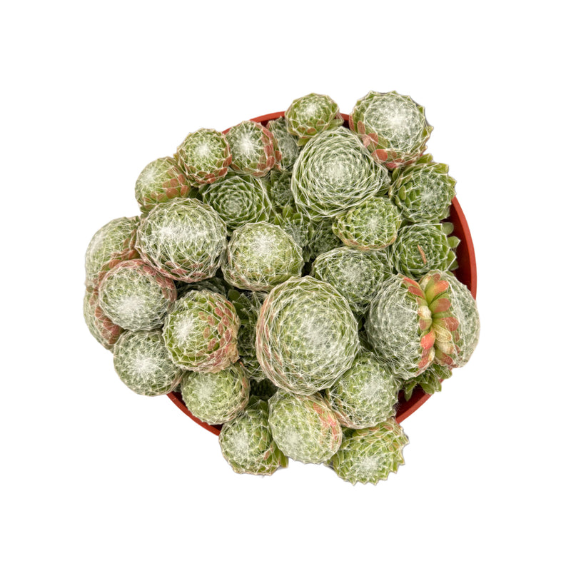 Sempervivum Cobweb | Cobweb Hen’s & Chicks