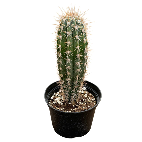 Pachycereus pringlei | Cardon Cactus