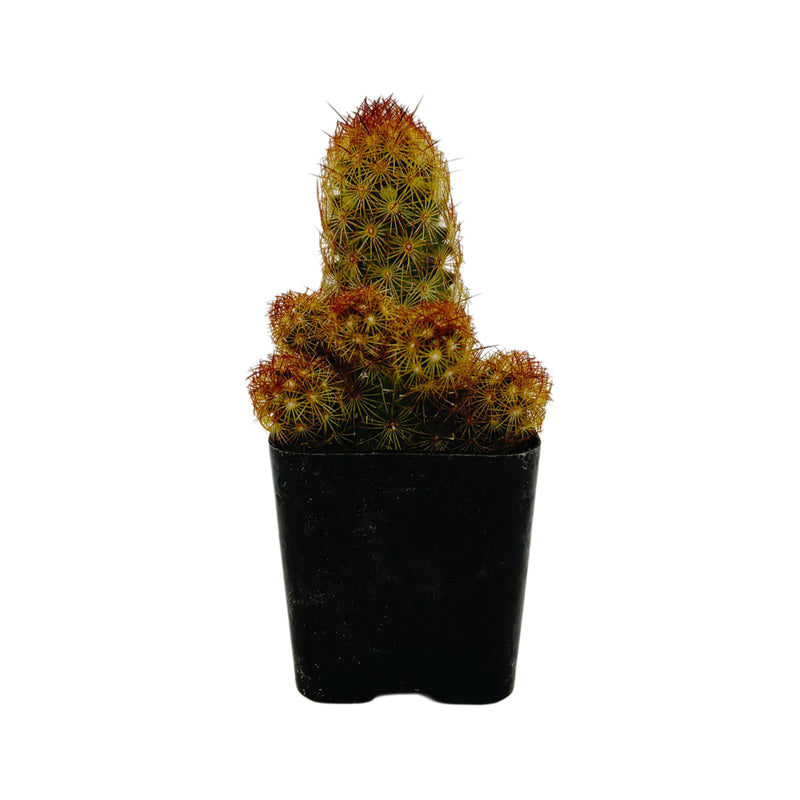 Mammillaria elongata | Copper King Cactus - Lazy Gardens