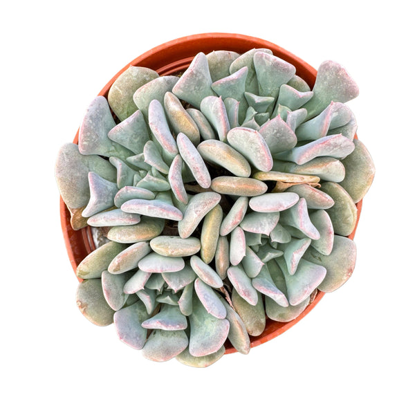 Echeveria Cubic Frost