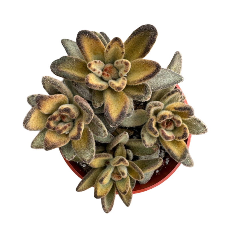 Kalanchoe tomentosa 'Chocolate Soldier'